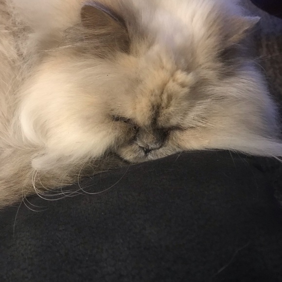 Meet your Posh Ambassador, Michelle!! - Picture 4 of 11